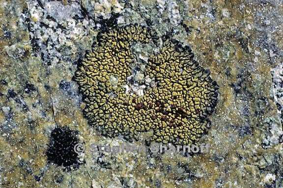 lecanora sierrae 6 graphic