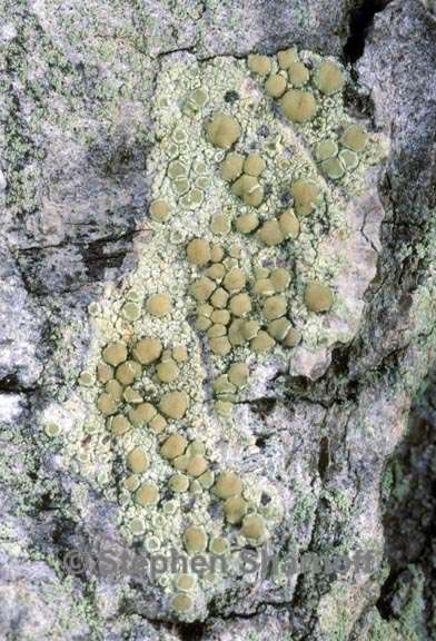 lecanora strobilina 1 graphic