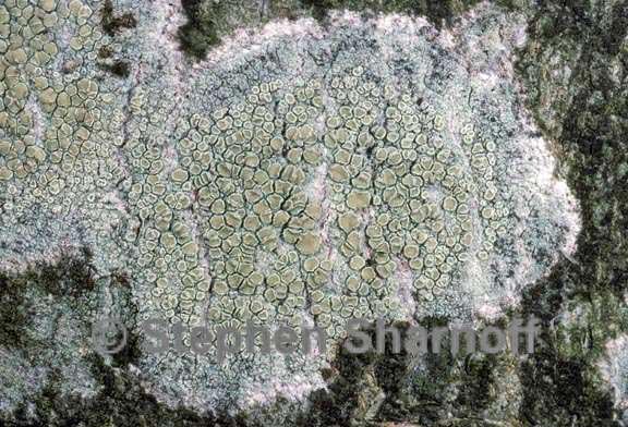 lecanora strobilina 2 graphic