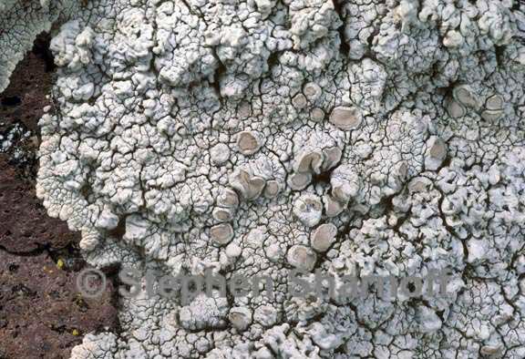 lecanora subcarnea 1 graphic