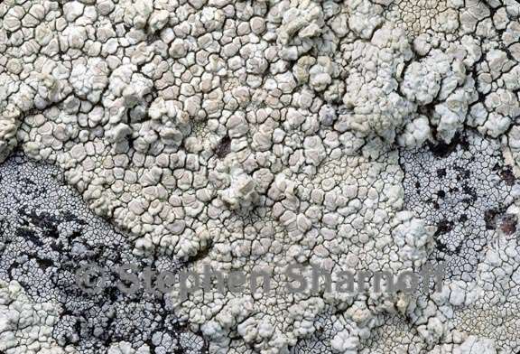 lecanora subcarnea 2 graphic