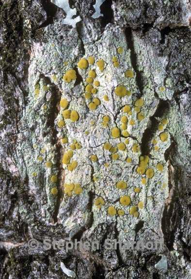 lecanora symmicta 1 graphic