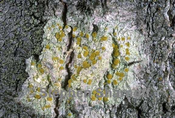 lecanora symmicta 2 graphic