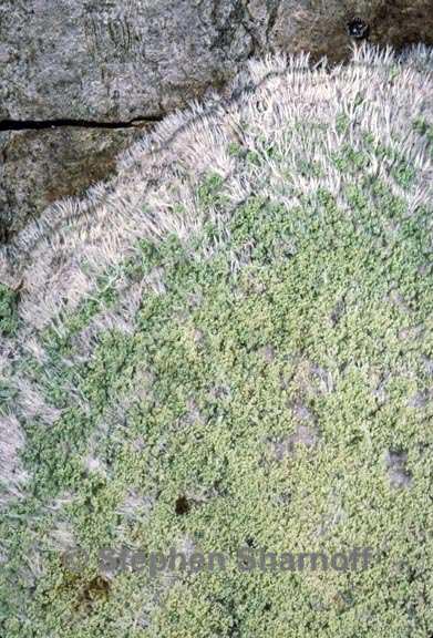 lecanora thysanophora 1 graphic