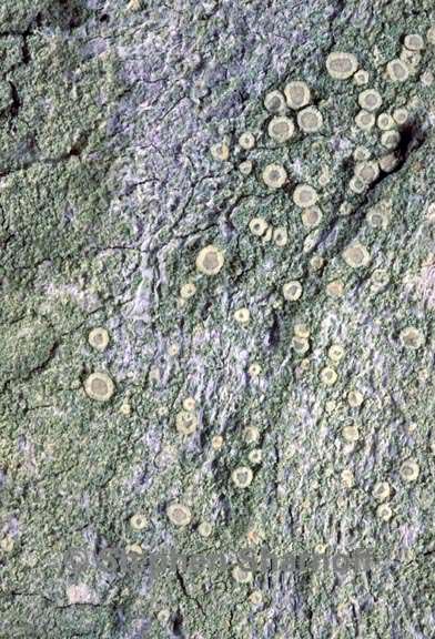 lecanora thysanophora 2 graphic