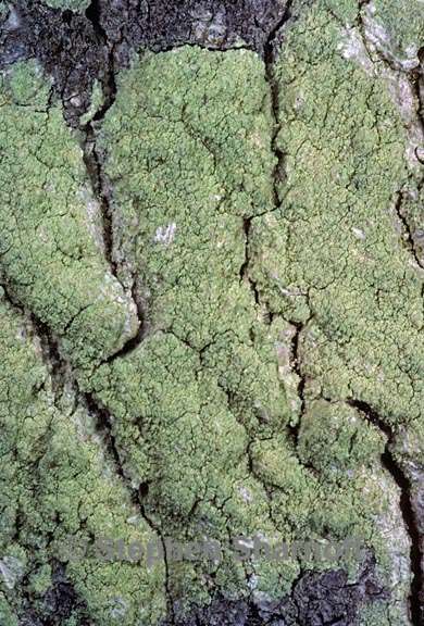 lecanora thysanophora 4 graphic