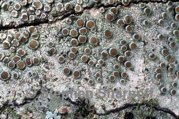 lecanora tropica 1 graphic