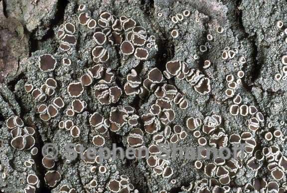 lecanora wisconsinensis graphic