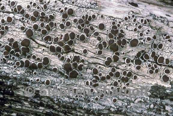 lecanora xylophila 1 graphic