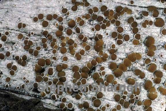 lecanora xylophila 2 graphic