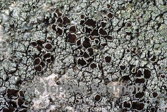 lecanora xylophila 4 graphic