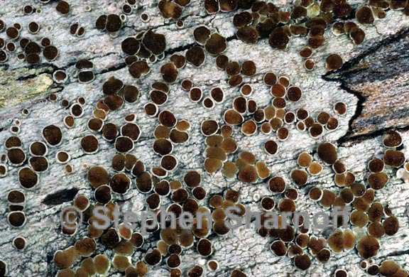 lecanora xylophila 5 graphic