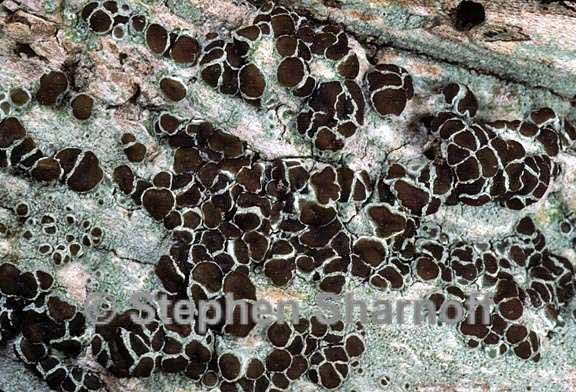 lecanora xylophila 6 graphic