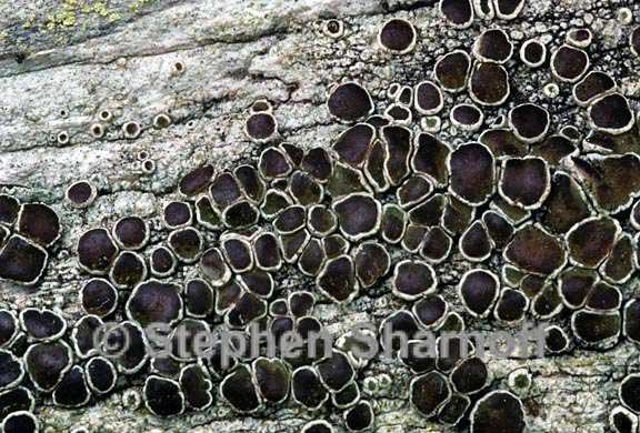 lecanora xylophila 7 graphic