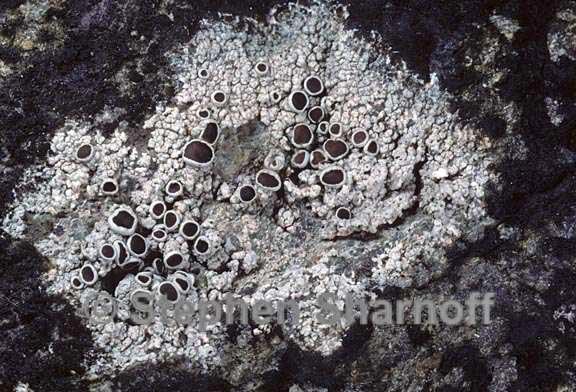 lecanora xylophila 9 graphic