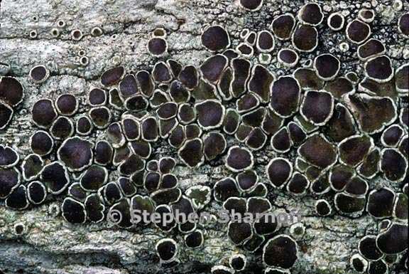 lecanora xylophila 8 graphic