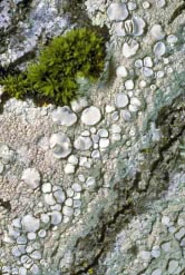 lecanora caesiorubella thumbnail graphic