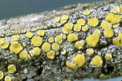 lecanora cupressi thumbnail graphic