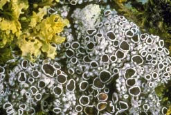 lecanora epibryon thumbnail graphic