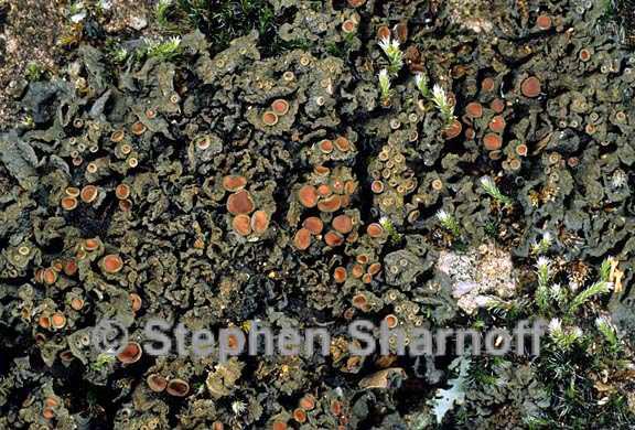 leptogium or collema 2 graphic
