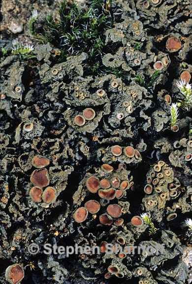 leptogium or collema 1 graphic