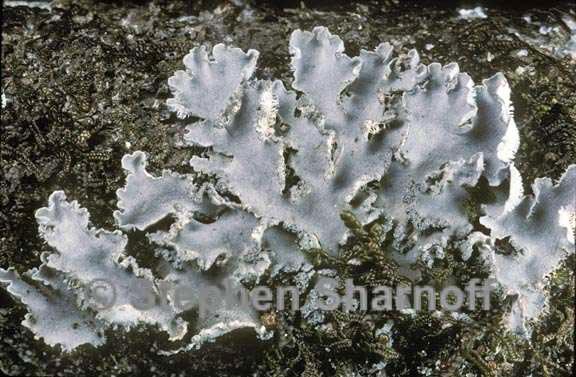 leioderma sorediatum 2 graphic