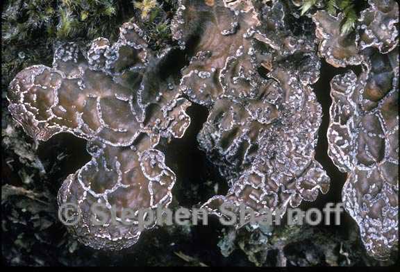 lobaria anomala 1 graphic