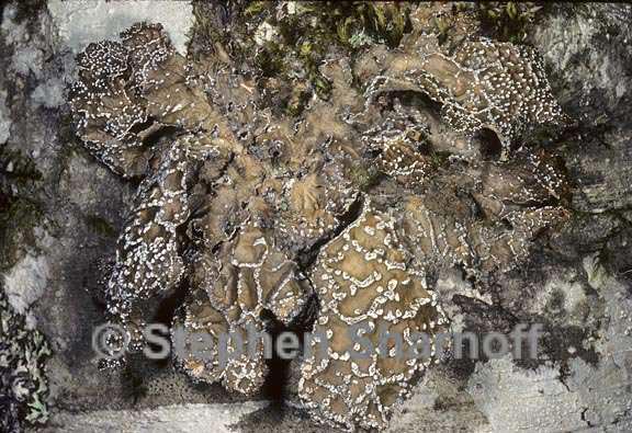 lobaria anomala 2 graphic