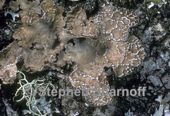 lobaria anomala 3 graphic