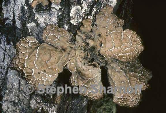 lobaria anomala 5 graphic