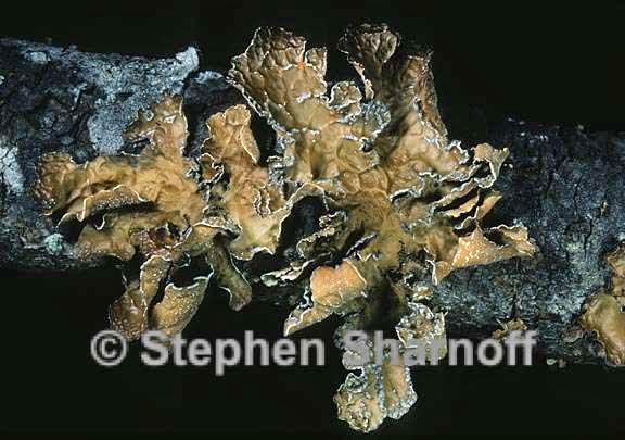 lobaria anomala 6 graphic