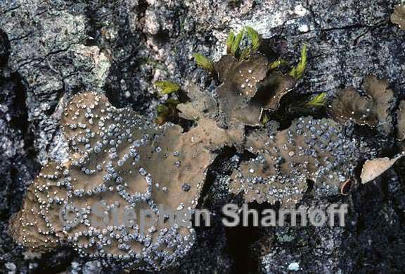 lobaria anomala 8 graphic