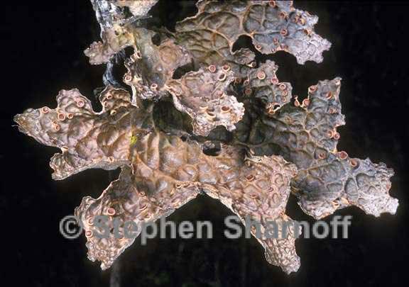 lobaria anthraspis 1 graphic