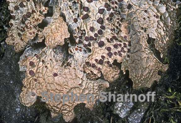 lobaria anthraspis 3 graphic