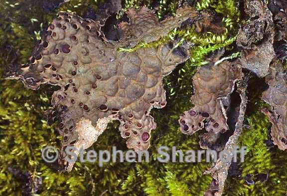 lobaria anthraspis 6 graphic