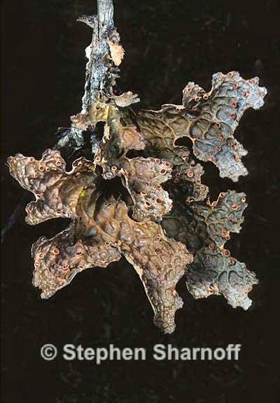 lobaria anthraspis 7 graphic