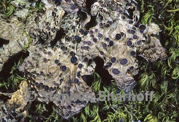 lobaria anthraspis 9 graphic