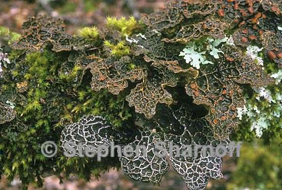 lobaria anomala anthraspis graphic