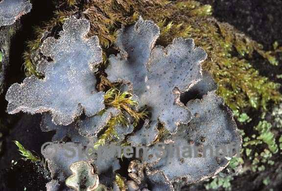 lobaria hallii 10 graphic