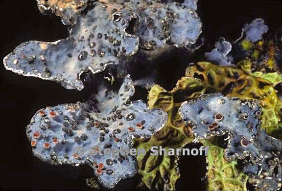 lobaria hallii 11 graphic