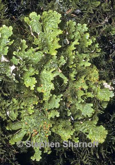 lobaria linita 1 graphic