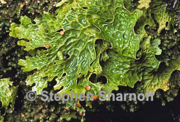 lobaria linita 4 graphic