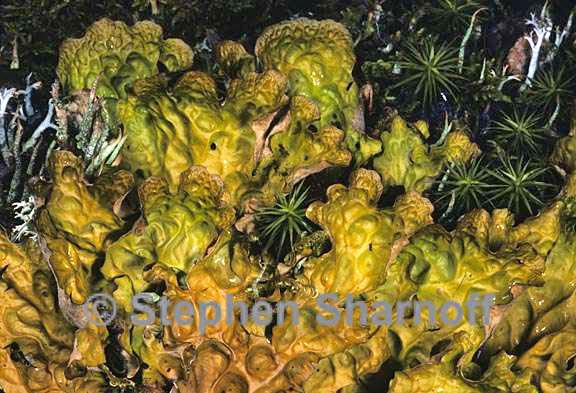 lobaria linita 5 graphic