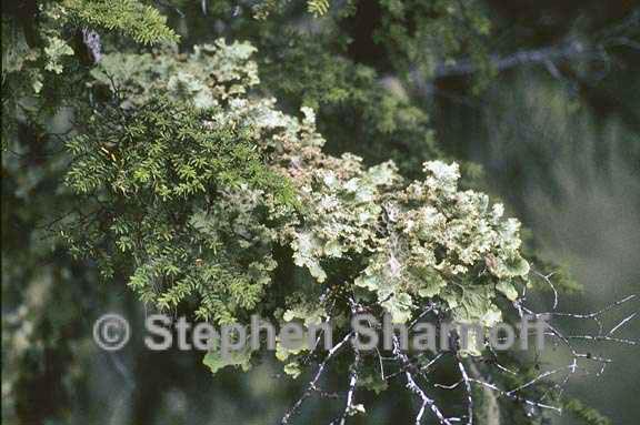 lobaria oregana 11 graphic