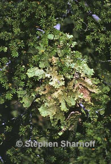 lobaria oregana 12 graphic