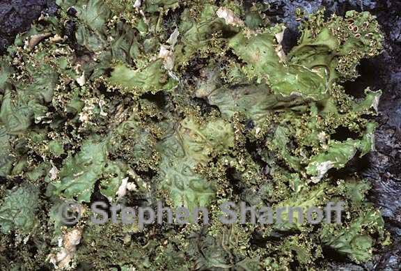 lobaria oregana 13 graphic