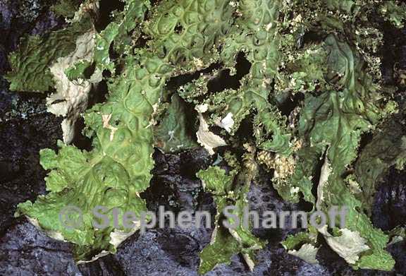 lobaria oregana 14 graphic