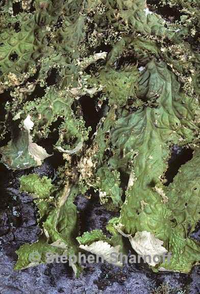 lobaria oregana 15 graphic