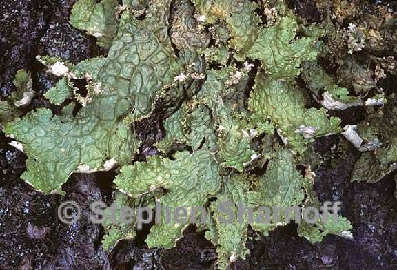 lobaria oregana 16 graphic