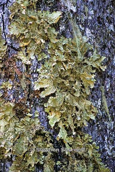 lobaria oregana 18 graphic